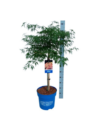 Klevas (Lot Acer) 'Ice Dragon' C15 STIEBAS 60 CM-KLEVAI-MEDŽIAI