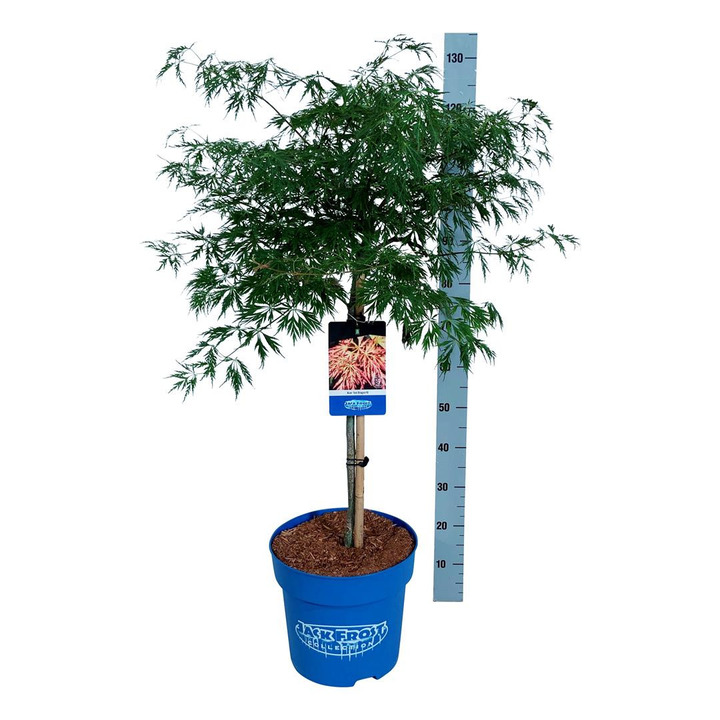 Klevas (Lot Acer) 'Ice Dragon' C15 STIEBAS 60 CM-KLEVAI-MEDŽIAI