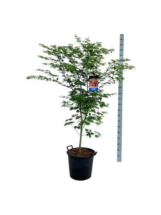 Klevas (Lot Acer) 'North Wind' C30 125-150CM EXTRA-KLEVAI-MEDŽIAI