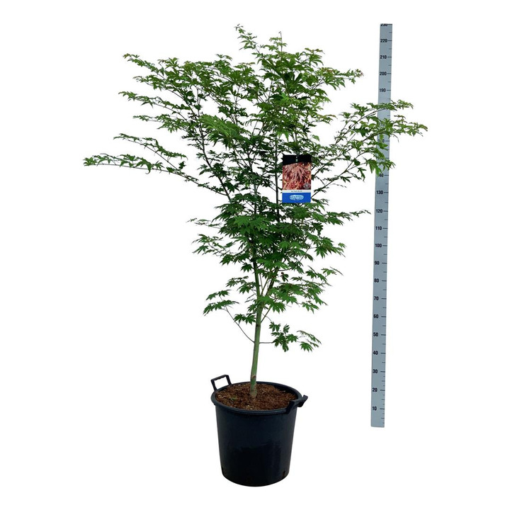 Klevas (Lot Acer) 'North Wind' C30 125-150CM EXTRA-KLEVAI-MEDŽIAI