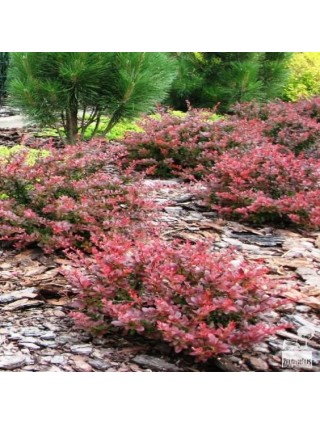 Raugerškis Tunbergo (Lot Berberis Thunbergii) 'ATROPURPUREA NANA' P9-RAUGERŠKIAI-KRŪMAI