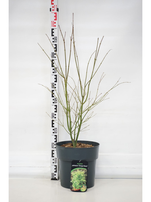 Klevas plaštakinis (Lot Acer pal.) 'Orange Dream' C12 60-80 CM-KLEVAI-MEDŽIAI