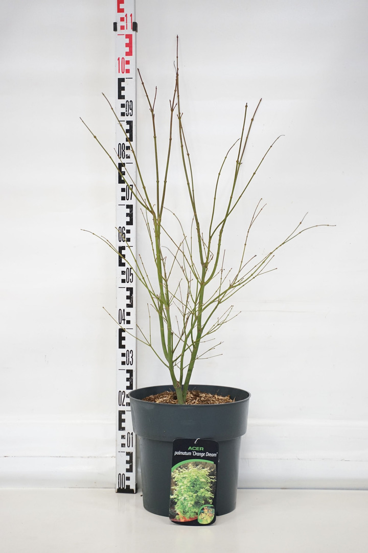 Klevas plaštakinis (Lot Acer pal.) 'Orange Dream' C12 60-80 CM-KLEVAI-MEDŽIAI