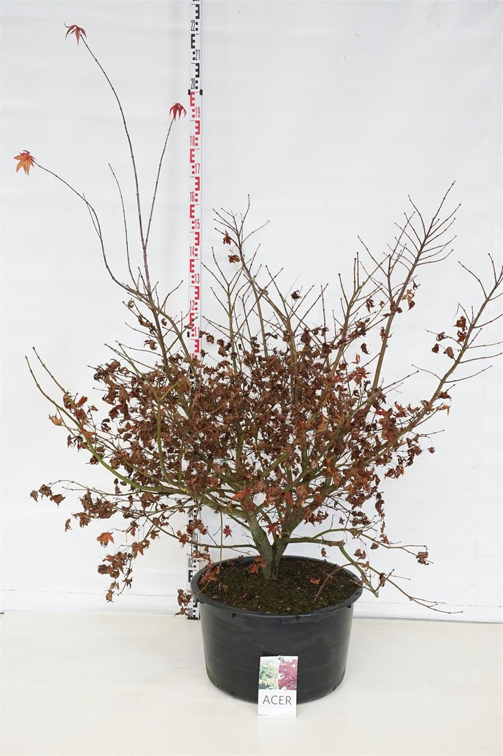 Klevas plaštakinis (Lot Acer pal.) 'Osakazuki' C50 120-140 CM-KLEVAI-MEDŽIAI