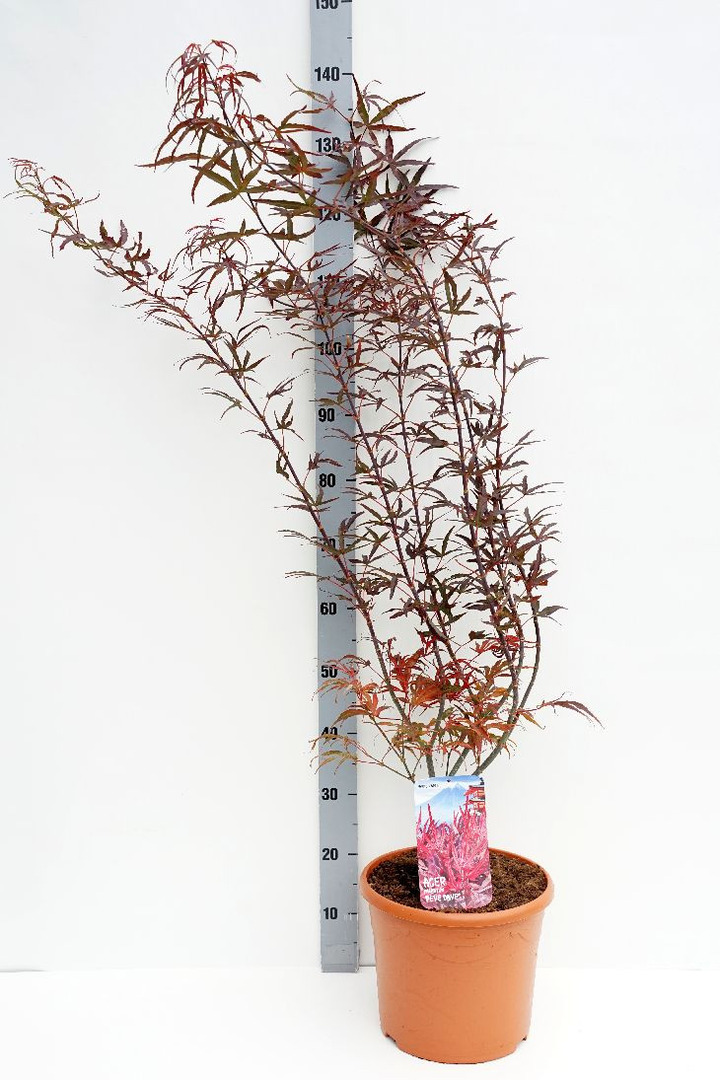 Klevas plaštakinis (Lot Acer pal.) 'Peve Dave' C10 60-80 CM-KLEVAI-MEDŽIAI