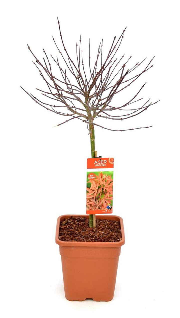 Klevas plaštakinis (Lot Acer pal.) 'Shaina' C15 STIEBAS 40 CM-KLEVAI-MEDŽIAI