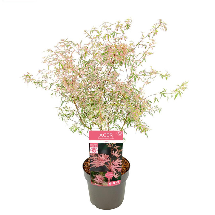 Klevas plaštakinis (Lot Acer pal.) 'Taylor' C3/P19 20-25 CM-KLEVAI-MEDŽIAI
