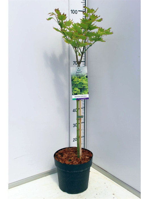 Klevas geltonasis (Lot Acer shirasawanum) 'Aureum' C5/P23 STIEBAS 60 CM-KLEVAI-MEDŽIAI