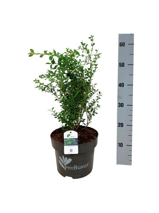 Buksmedis BetterBuxus® (Lot BetterBuxus) 'Babylon Beauty' C5/P23 30-40 CM-BUKSMEDŽIAI-KRŪMAI