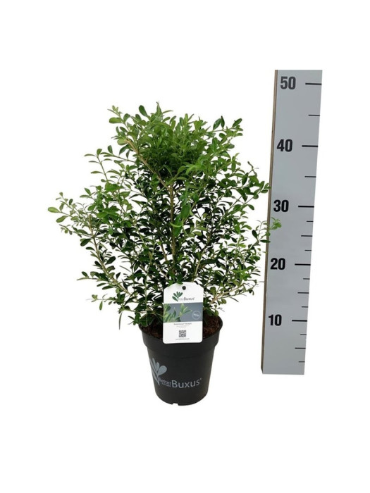 Buksmedis BetterBuxus® (Lot BetterBuxus) 'Skylight' C1/P13 25-30 CM-BUKSMEDŽIAI-KRŪMAI