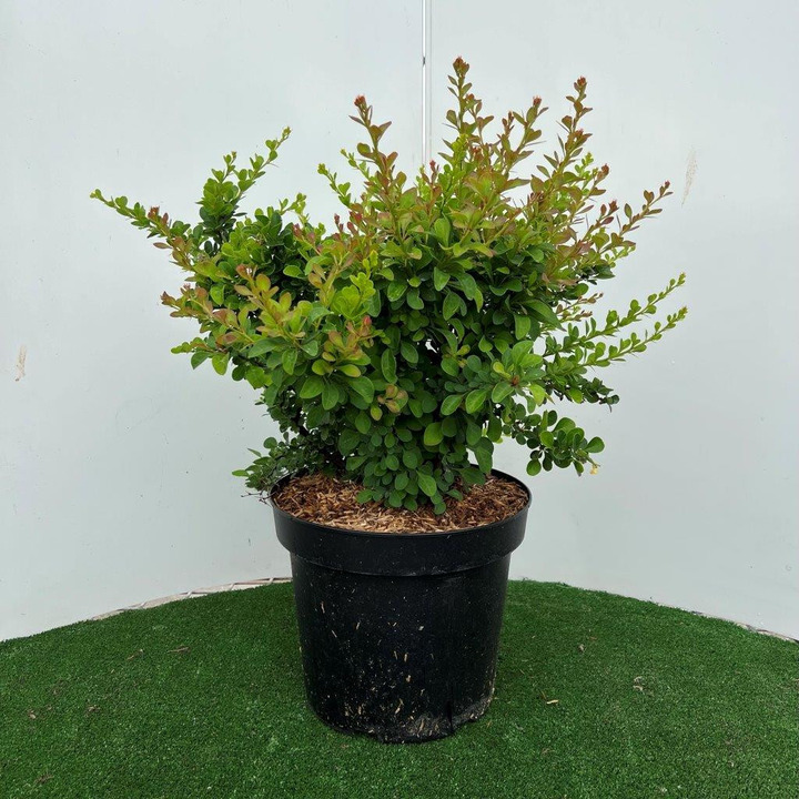 Raugerškis tunbergo (Lot Berberis thunbergii) C7,5/P26 40-60 CM-RAUGERŠKIAI-KRŪMAI