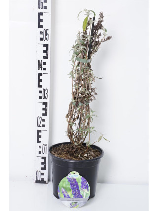 Budlėja Davido (Lot Buddleja d.) 'Adonis Blue' C3/P19 40-50 CM-BUDLĖJOS-KRŪMAI