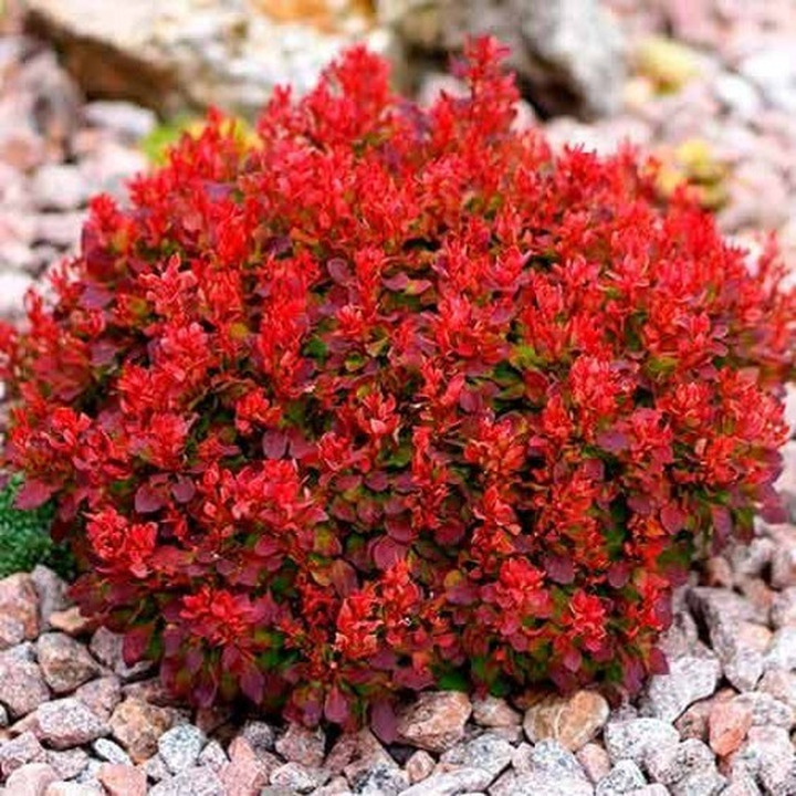 Raugerškis tarpinis (Berberis x Media) 'RED JEWEL' Sodinukas P9-RAUGERŠKIAI-KRŪMAI