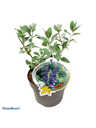 Budlėja Davido (Lot Buddleja d.) 'Adonis Blue' C3/P19-BUDLĖJOS-KRŪMAI