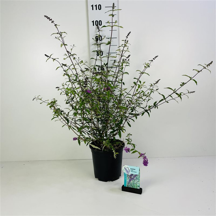 Budlėja Davido (Lot Buddleja d.) 'Border Beauty' C6,5/P24 60-80 CM-BUDLĖJOS-KRŪMAI