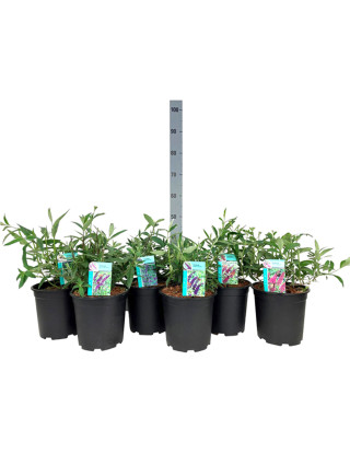 Budlėja Davido (Lot Buddleja d.) 'Border Beauty' C6,5/P24 50-60 CM-BUDLĖJOS-KRŪMAI