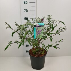Budlėja Davido (Lot Buddleja d.) 'Border Beauty' C6,5/P24 50-60 CM - nuotrauka 2