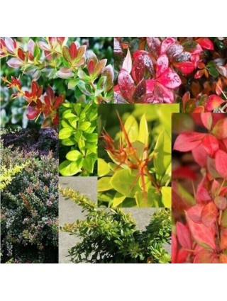 Raugerškis tarpinis (Berberis x Media) 'RED JEWEL' Sodinukas P9-RAUGERŠKIAI-KRŪMAI