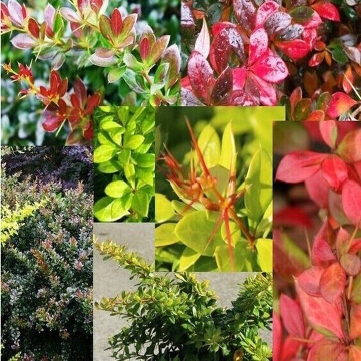 Raugerškis tarpinis (Berberis x Media) 'RED JEWEL' Sodinukas P9-RAUGERŠKIAI-KRŪMAI