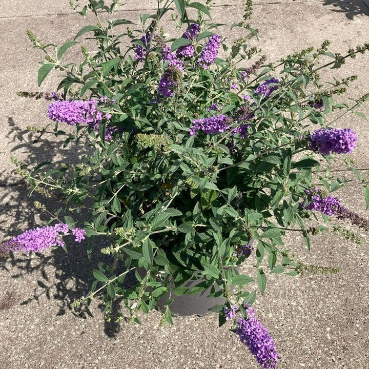 Budlėja Davido (Lot Buddleja d.) 'Blue Chip' C12 50-60 CM-BUDLĖJOS-KRŪMAI