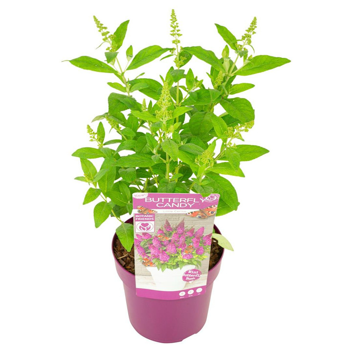 Budlėja Davido (Lot Buddleja d.) 'Butterfly Candy Little Cerise' C3/P19 20-25 CM-BUDLĖJOS-KRŪMAI