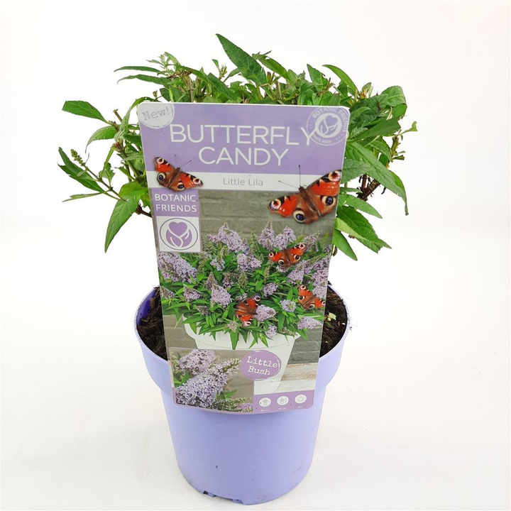 Budlėja Davido (Lot Buddleja d.) 'Butterfly Candy Little Lila' C3/P19 20-25 CM-BUDLĖJOS-KRŪMAI
