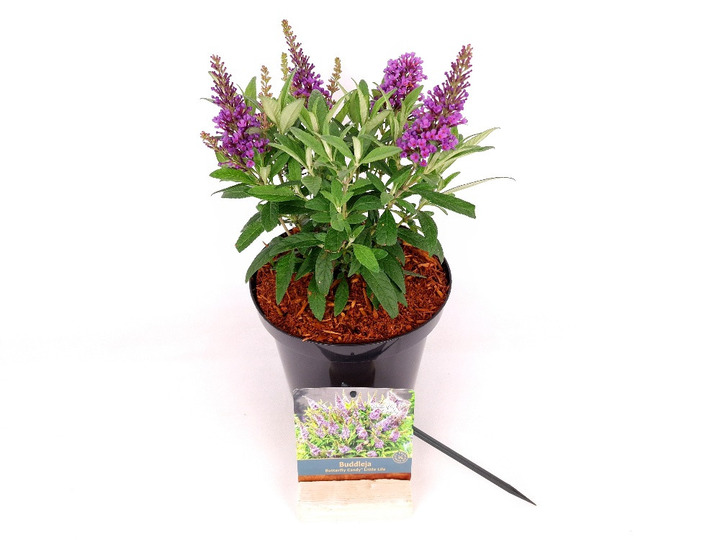 Budlėja Davido (Lot Buddleja d.) 'Butterfly Candy Little Lila' C3/P19 25-30 CM-BUDLĖJOS-KRŪMAI