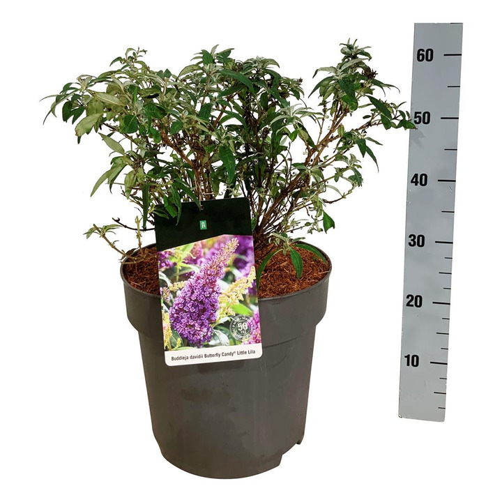 Budlėja Davido (Lot Buddleja d.) 'Butterfly Candy Little Lila' C15 40-50 CM-BUDLĖJOS-KRŪMAI