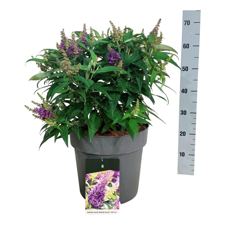 Budlėja Davido (Lot Buddleja d.) 'Butterfly Candy Little Lila' C15 40-50 CM-BUDLĖJOS-KRŪMAI