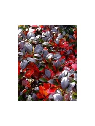 Raugerškis tarpinis (Berberis x Media) 'RED JEWEL' Sodinukas P9-RAUGERŠKIAI-KRŪMAI