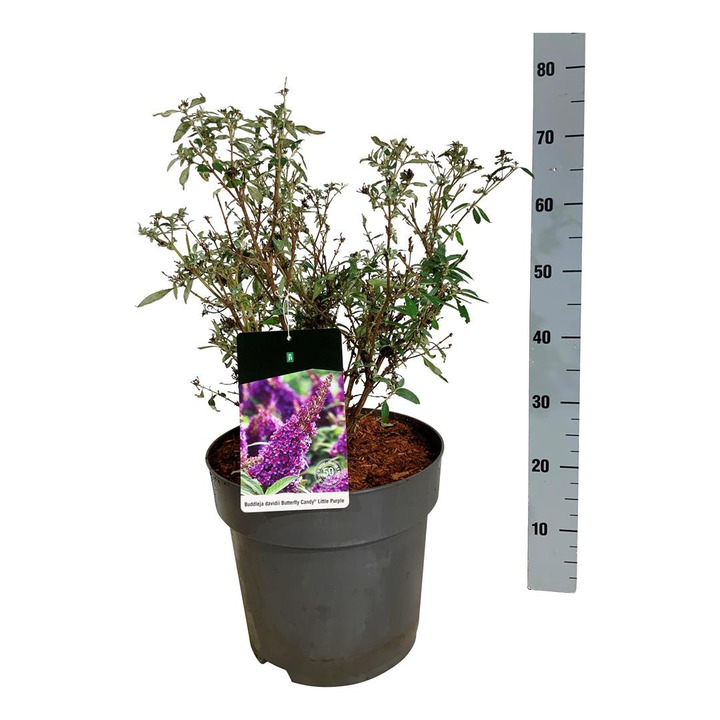 Budlėja Davido (Lot Buddleja d.) 'Butterfly Candy Little Purple' C15 40-50 CM-BUDLĖJOS-KRŪMAI