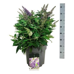 Budlėja Davido (Lot Buddleja d.) 'Butterfly Candy Lila Sweetheart' C15 40-50 CM - nuotrauka 2