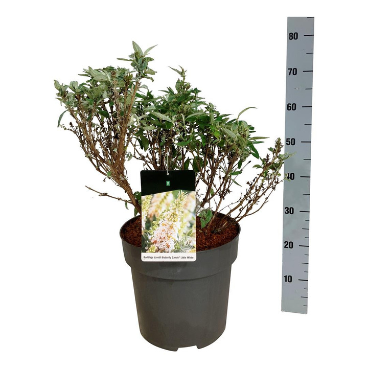 Budlėja Davido (Lot Buddleja d.) 'Butterfly Candy Little White' C15 40-50 CM-BUDLĖJOS-KRŪMAI