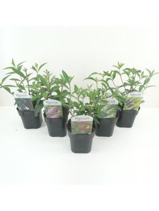 Budlėja Davido (Lot Buddleja d.) 'Black Knight' C2/P17-BUDLĖJOS-KRŪMAI