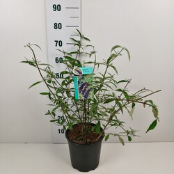 Budlėja Davido (Lot Buddleja d.) 'Black Knight' C6,5/P24 50-60 CM - nuotrauka 2