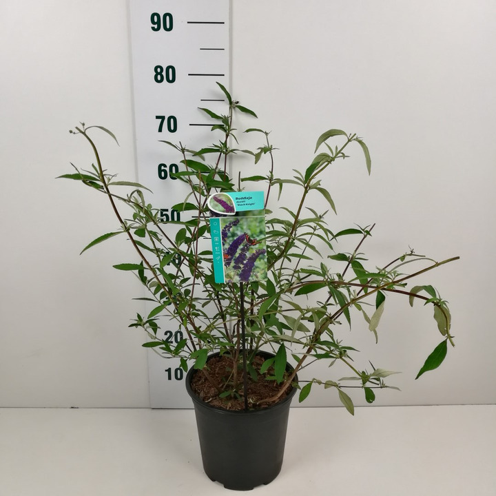 Budlėja Davido (Lot Buddleja d.) 'Black Knight' C6,5/P24 50-60 CM-BUDLĖJOS-KRŪMAI