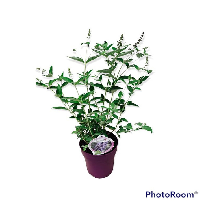 Budlėja Davido (Lot Buddleja d.) 'Free Pet. Blue Heaven' C5/P23 30-40 CM-BUDLĖJOS-KRŪMAI