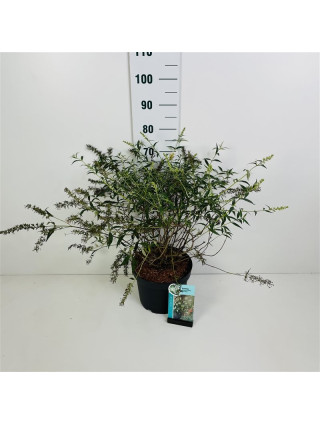 Budlėja Davido (Lot Buddleja d.) 'Free Pet.