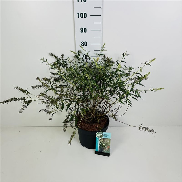 Budlėja Davido (Lot Buddleja d.) 'Free Pet.
