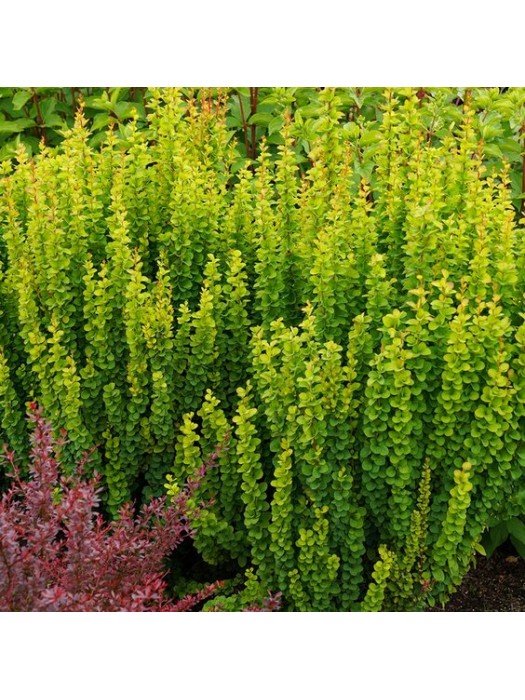 Tunbergo Raugerškis ( Lot. Berberis Thunbergii) Erecta Sodinukas P9-RAUGERŠKIAI-KRŪMAI