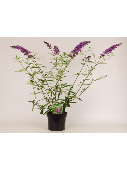 Budlėja Davido (Lot Buddleja d.) 'Ile de France' C3/P19 30-40 CM-BUDLĖJOS-KRŪMAI