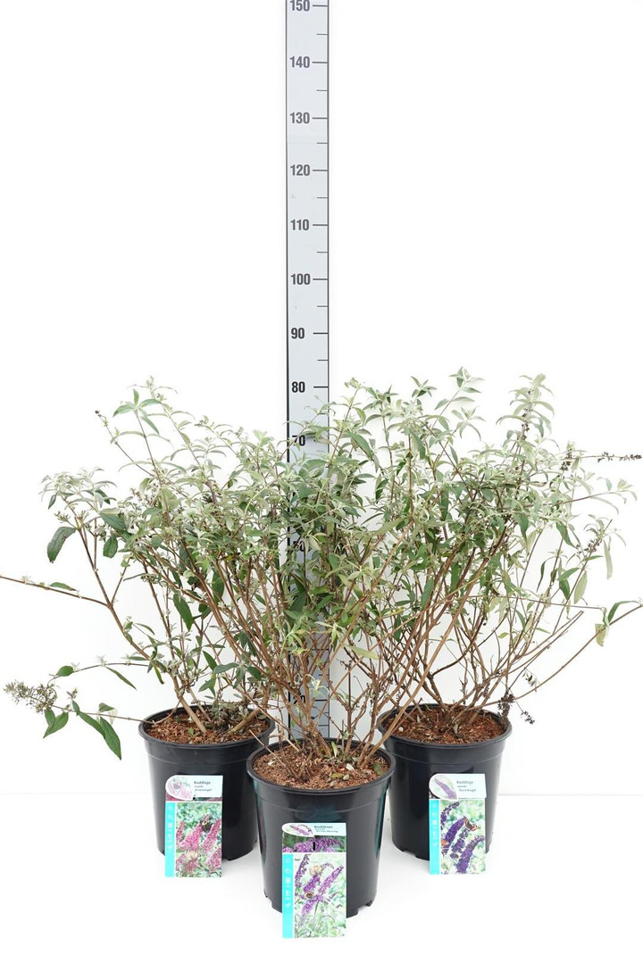 Budlėja Davido MIX (Lot Buddleja davidii) C6,5/P24 50-60 CM-BUDLĖJOS-KRŪMAI