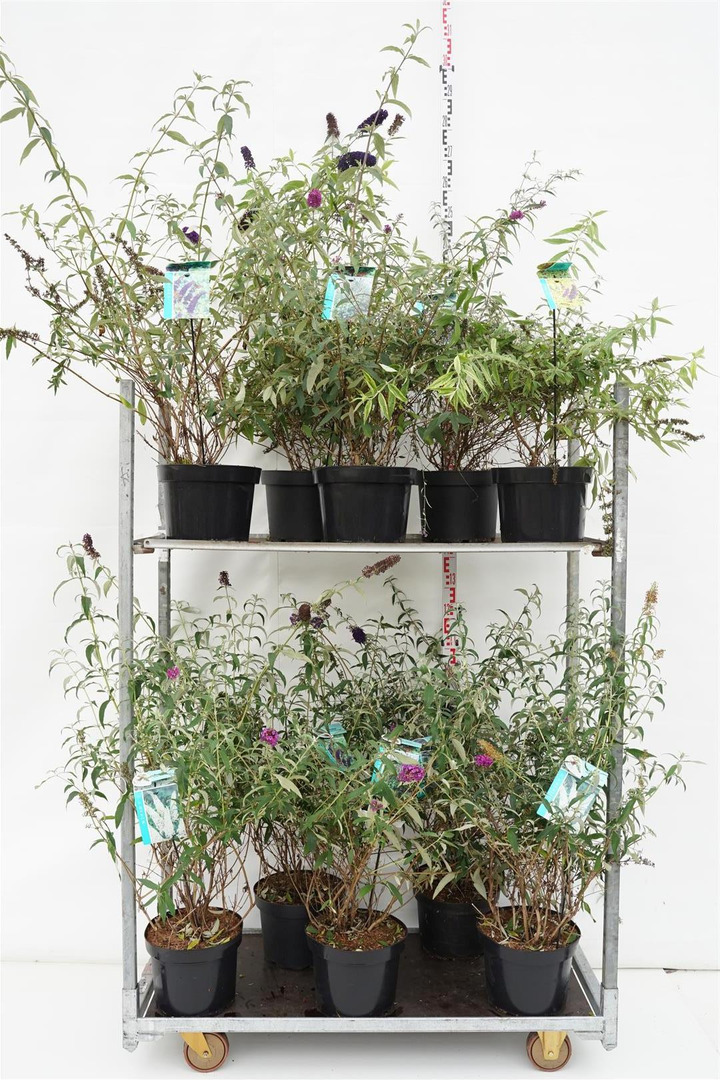 Budlėja Davido MIX (Lot Buddleja davidii) C10 60-80 CM-BUDLĖJOS-KRŪMAI