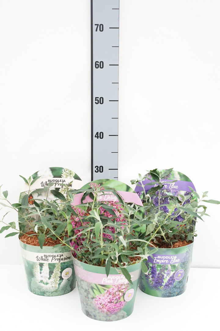 Budlėja Davido MIX (Lot Buddleja davidii) C2/P17 POTCOVER-BUDLĖJOS-KRŪMAI