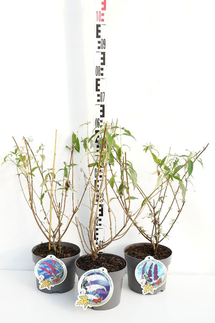 Budlėja Davido MIX (Lot Buddleja davidii) C3/P19-BUDLĖJOS-KRŪMAI