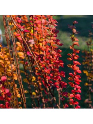 Tunbergo Raugerškis ( Lot. Berberis Thunbergii) Erecta Sodinukas P9-RAUGERŠKIAI-KRŪMAI