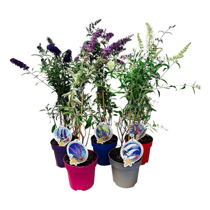 Budlėja Davido MIX (Lot Buddleja davidii) C3/P19-BUDLĖJOS-KRŪMAI