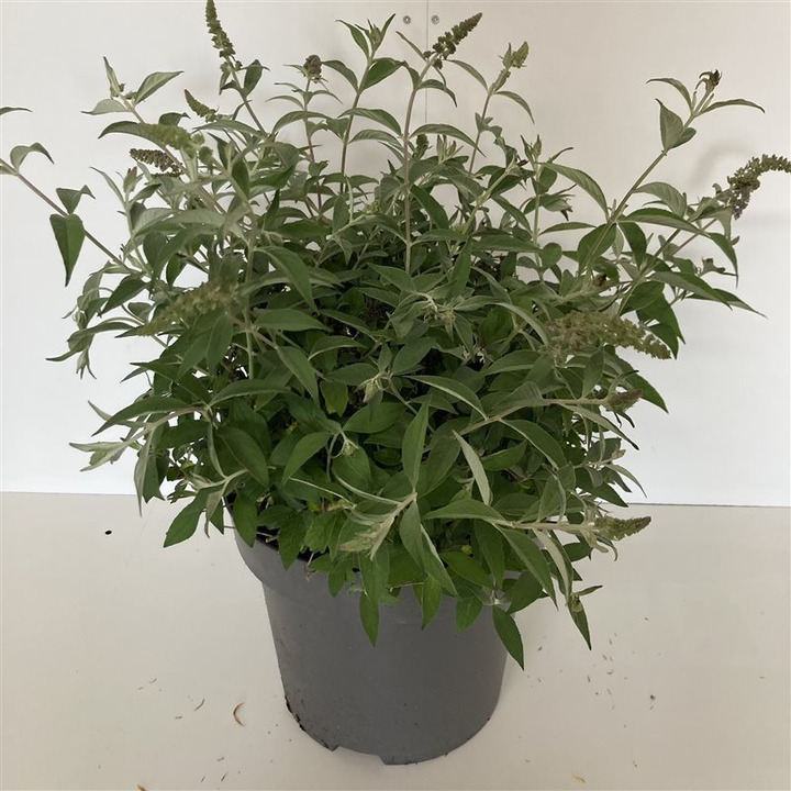 Budlėja Davido (Lot Buddleja d.) 'Lilac Chip' C12 50-60 CM-BUDLĖJOS-KRŪMAI