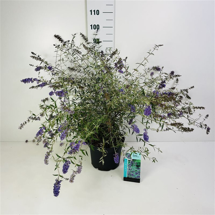 Budlėja Davido (Lot Buddleja d.) 'Nanho Blue' C10 60-80 CM-BUDLĖJOS-KRŪMAI