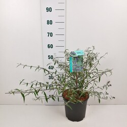 Budlėja Davido (Lot Buddleja d.) 'Nanho Blue' C6,5/P24 50-60 CM - nuotrauka 2